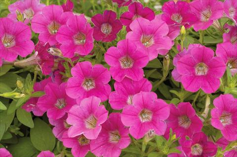 Foto de variedad de flores para ser usadas como: Maceta, patio, Tarrina de colgar Petunia mini Perla® Rose