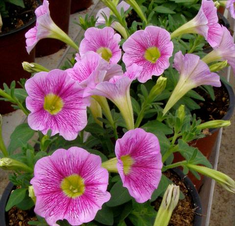 Foto de variedad de flores para ser usadas como: Maceta, patio, Tarrina de colgar Petunia mini Perla® Shell Pink Vein yellow eye