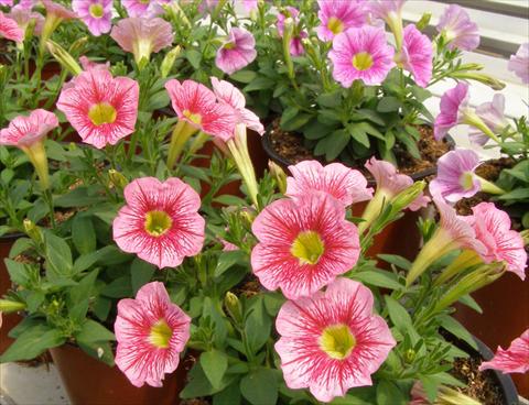 Foto de variedad de flores para ser usadas como: Maceta, patio, Tarrina de colgar Petunia mini Perla® Shell Salmon Vein yellow eye