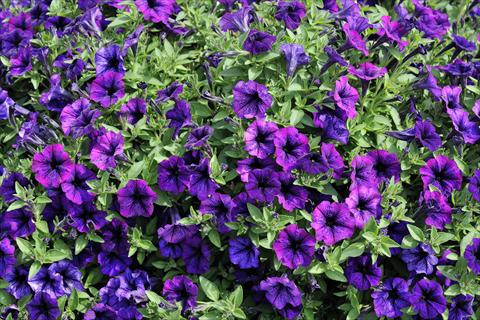 Foto de variedad de flores para ser usadas como: Maceta, patio, Tarrina de colgar Petunia mini Perla® Violet