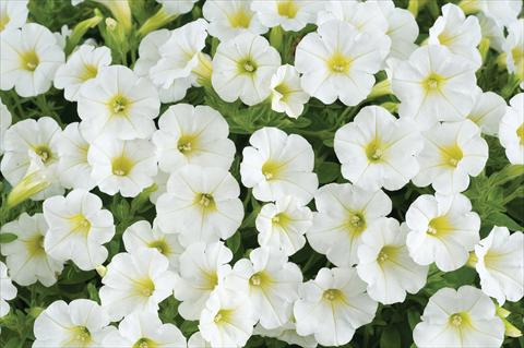 Foto de variedad de flores para ser usadas como: Maceta, patio, Tarrina de colgar Petunia mini Perla® White