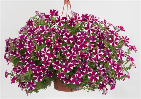 Foto de variedad de flores para ser usadas como: Maceta, patio, Tarrina de colgar Petunia Sentunia® Burgundy Bicolour
