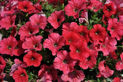 Foto de variedad de flores para ser usadas como: Maceta, patio, Tarrina de colgar Petunia Sentunia® Coral