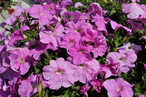 Foto de variedad de flores para ser usadas como: Maceta, patio, Tarrina de colgar Petunia Sentunia® Pink