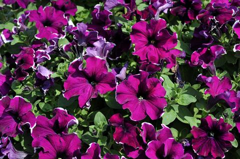 Foto de variedad de flores para ser usadas como: Maceta, patio, Tarrina de colgar Petunia Sentunia® Purple Picotee