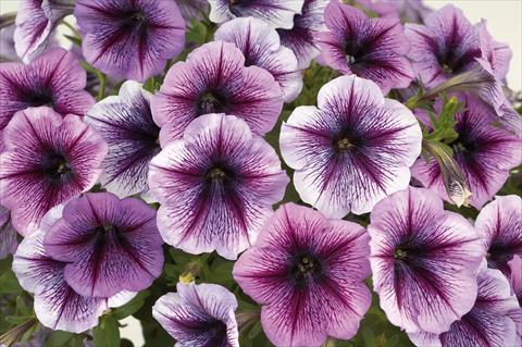 Foto de variedad de flores para ser usadas como: Maceta, patio, Tarrina de colgar Petunia Sentunia® Purple Vein