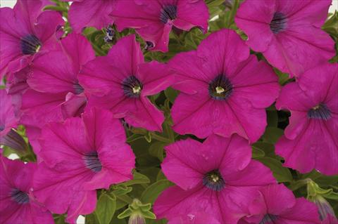 Foto de variedad de flores para ser usadas como: Maceta, patio, Tarrina de colgar Petunia Sentunia® Purple