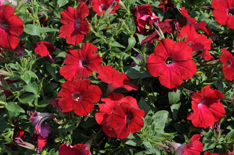 Foto de variedad de flores para ser usadas como: Maceta, patio, Tarrina de colgar Petunia Sentunia® Red