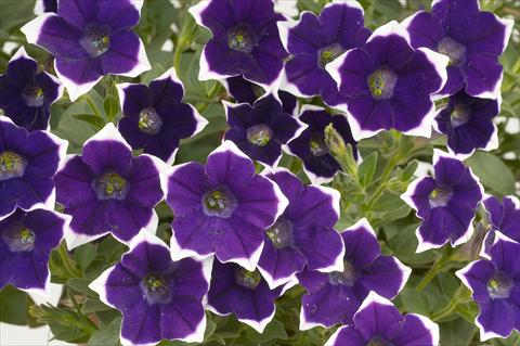 Foto de variedad de flores para ser usadas como: Maceta, patio, Tarrina de colgar Petunia Sentunia® Violet picotee