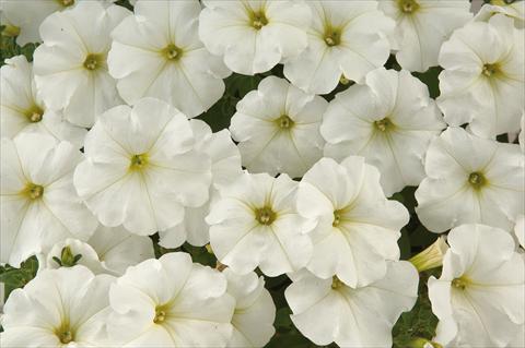 Foto de variedad de flores para ser usadas como: Maceta, patio, Tarrina de colgar Petunia Sentunia® White