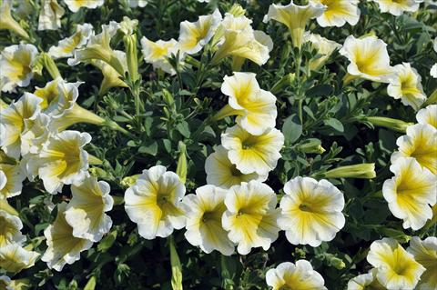 Foto de variedad de flores para ser usadas como: Maceta, patio, Tarrina de colgar Petunia Sentunia® Yellow