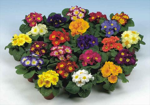 Foto de variedad de flores para ser usadas como: Maceta y planta de temporada Primula acaulis Rialto mix
