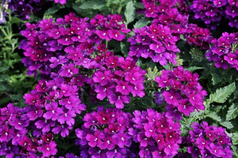 Foto de variedad de flores para ser usadas como: Maceta, patio, Tarrina de colgar Verbena Eden® Deep Lilac