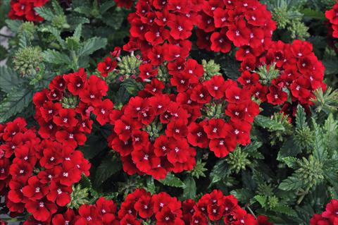 Foto de variedad de flores para ser usadas como: Maceta, patio, Tarrina de colgar Verbena Eden® Deep Red