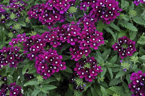 Foto de variedad de flores para ser usadas como: Maceta, patio, Tarrina de colgar Verbena Eden® Purple with eye