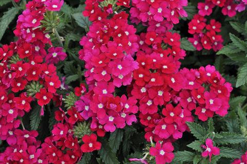 Foto de variedad de flores para ser usadas como: Maceta, patio, Tarrina de colgar Verbena Eden® Rose