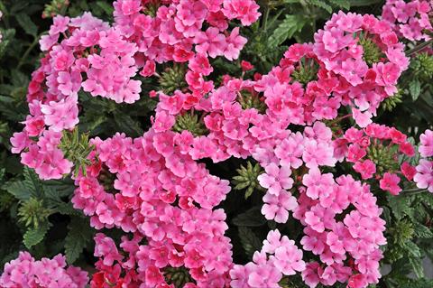 Foto de variedad de flores para ser usadas como: Maceta, patio, Tarrina de colgar Verbena Eden® Salmon Rose