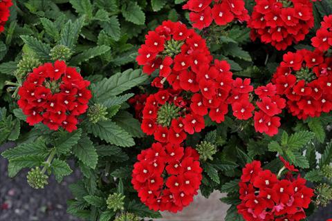 Foto de variedad de flores para ser usadas como: Maceta, patio, Tarrina de colgar Verbena Eden® Scarlet