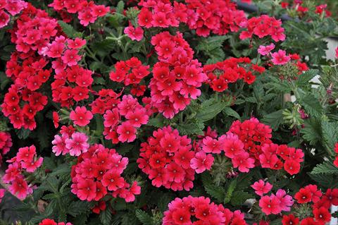 Foto de variedad de flores para ser usadas como: Maceta, patio, Tarrina de colgar Verbena Eden® Strawberry
