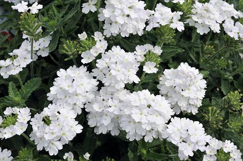 Foto de variedad de flores para ser usadas como: Maceta, patio, Tarrina de colgar Verbena Eden® White