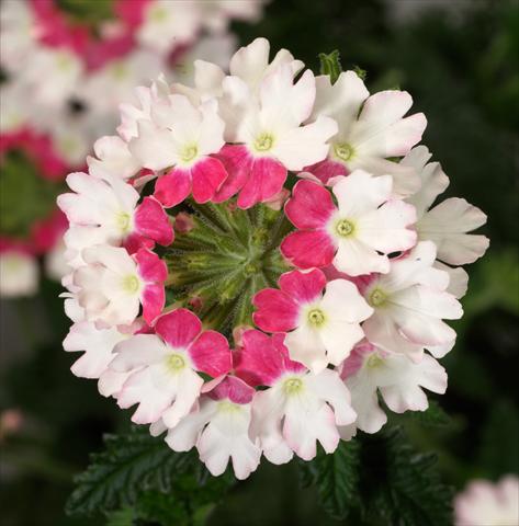 Foto de variedad de flores para ser usadas como: Maceta, patio, Tarrina de colgar Verbena Liga® Maiorca