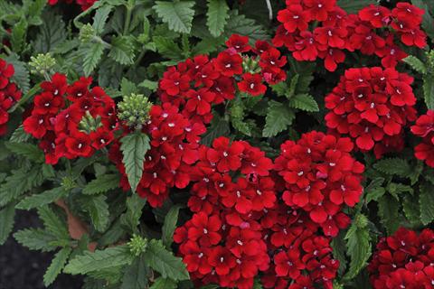 Foto de variedad de flores para ser usadas como: Maceta, patio, Tarrina de colgar Verbena Shangri-la® Red