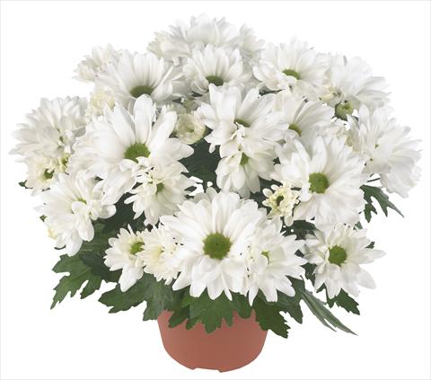 Foto de variedad de flores para ser usadas como: Maceta y planta de temporada Chrysanthemum Breeze Frost