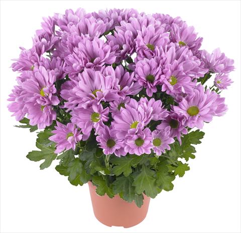 Foto de variedad de flores para ser usadas como: Maceta y planta de temporada Chrysanthemum Breeze Rosy