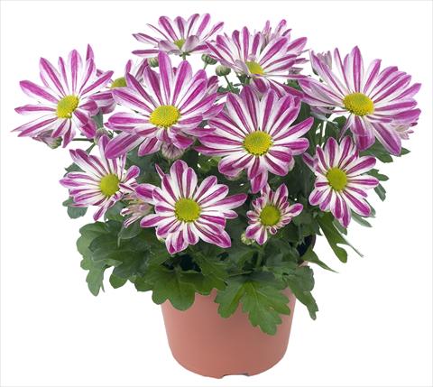 Foto de variedad de flores para ser usadas como: Maceta y planta de temporada Chrysanthemum Rainbow Candy
