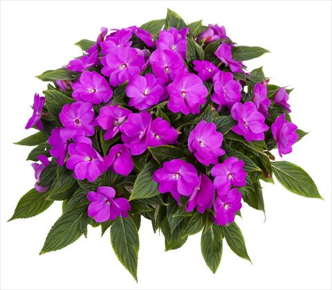 Foto de variedad de flores para ser usadas como: Maceta, planta de temporada, patio Impatiens N. Guinea Tamarinda® Max Lavender