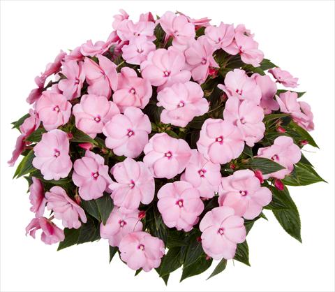 Foto de variedad de flores para ser usadas como: Maceta, planta de temporada, patio Impatiens N. Guinea Tamarinda® Max Sweet Pink