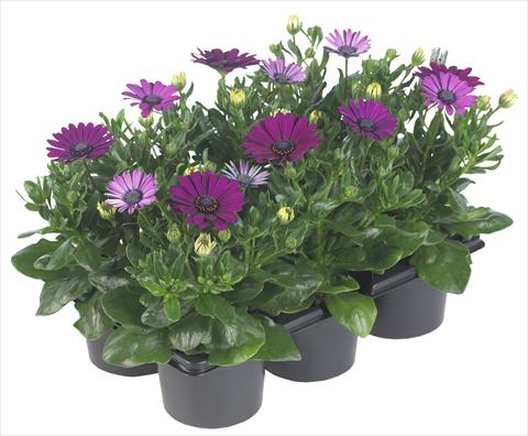 Foto de variedad de flores para ser usadas como: Maceta y planta de temporada Osteospermum Margarita Nano Purple