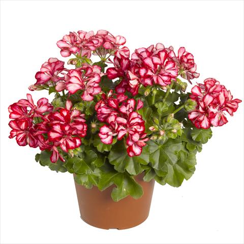 Foto de variedad de flores para ser usadas como: Tarrina de colgar / Maceta Pelargonium peltatum RED FOX Pacific Red Star