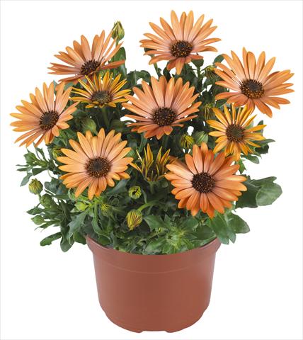 Foto de variedad de flores para ser usadas como: Maceta y planta de temporada Osteospermum Margarita Sepia