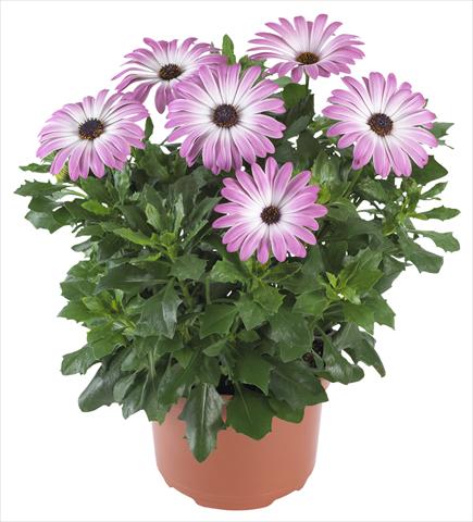 Foto de variedad de flores para ser usadas como: Maceta y planta de temporada Osteospermum Margarita Supreme Pink Bicolor