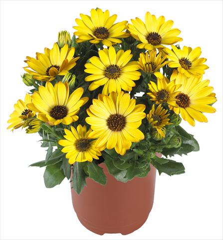 Foto de variedad de flores para ser usadas como: Maceta y planta de temporada Osteospermum Margarita Yellow Improved