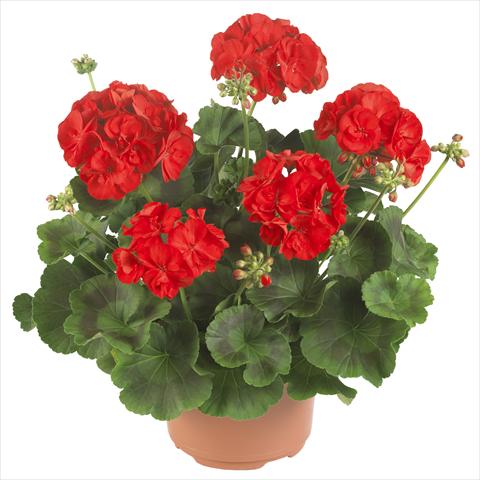 Foto de variedad de flores para ser usadas como: Maceta o Tarrina de colgar Pelargonium zonale Master Idols® Bright Red
