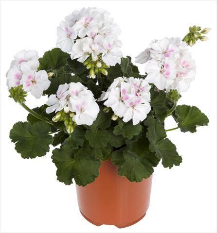Foto de variedad de flores para ser usadas como: Maceta o Tarrina de colgar Pelargonium zonale Summer Idols® White Blush