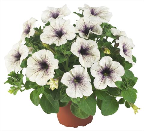 Foto de variedad de flores para ser usadas como: Maceta, planta de temporada, patio Petunia Fortunia® Silver Vein