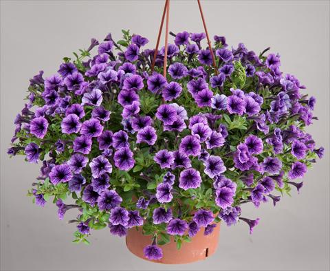 Foto de variedad de flores para ser usadas como: Maceta, patio, Tarrina de colgar Petunia mini Perla® Blue Vein