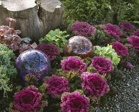 Foto de variedad de flores para ser usadas como: Maceta y planta de temporada Brassica oleracea Glamour Red