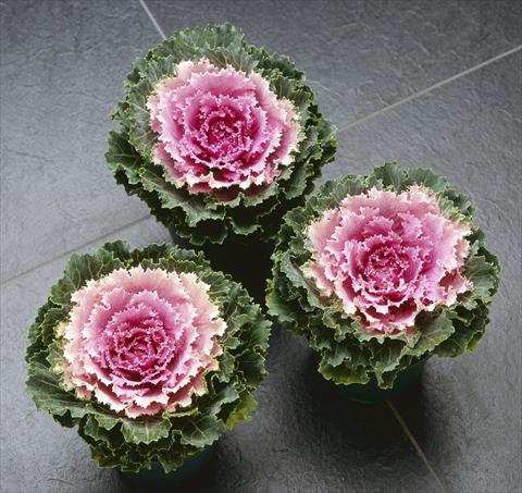 Foto de variedad de flores para ser usadas como: Maceta y planta de temporada Brassica oleracea Songbird Pink
