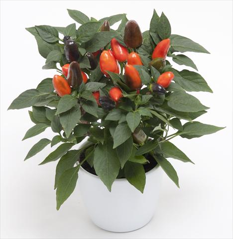 Foto de variedad de flores para ser usadas como: Maceta y planta de temporada Capsicum annuum Cubana Dark Orange