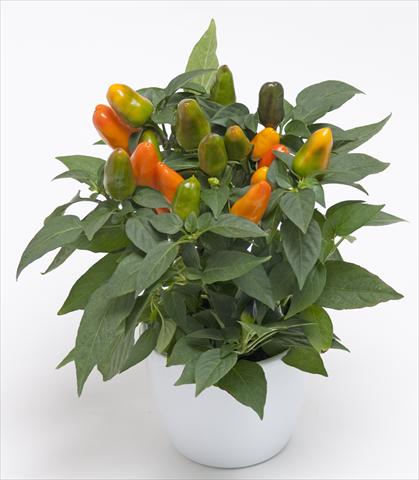Foto de variedad de flores para ser usadas como: Maceta y planta de temporada Capsicum annuum Cubana Light Orange
