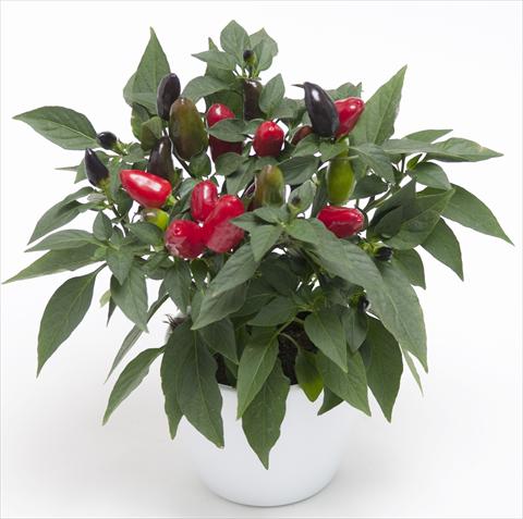 Foto de variedad de flores para ser usadas como: Maceta y planta de temporada Capsicum annuum Cubana Red