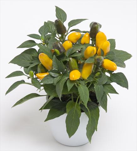 Foto de variedad de flores para ser usadas como: Maceta y planta de temporada Capsicum annuum Cubana Yellow