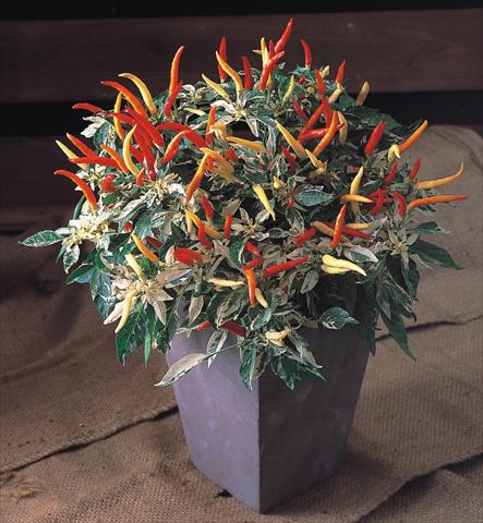 Foto de variedad de flores para ser usadas como: Maceta y planta de temporada Capsicum annuum Uchu