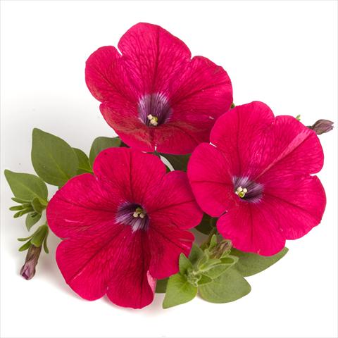 Foto de variedad de flores para ser usadas como: Tarrina de colgar / Maceta Petunia x hybrida RED FOX Surprise Neon