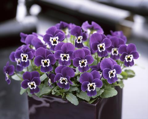 Foto de variedad de flores para ser usadas como: Maceta y planta de temporada Viola cornuta Floral Power Purple face