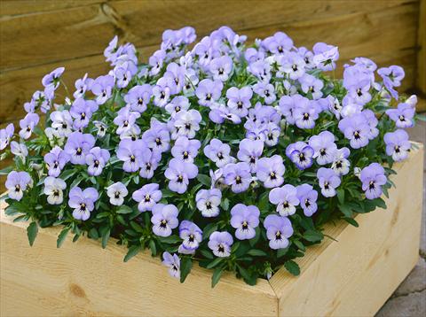 Foto de variedad de flores para ser usadas como: Maceta y planta de temporada Viola cornuta Floral Power Sky Blue Blotch